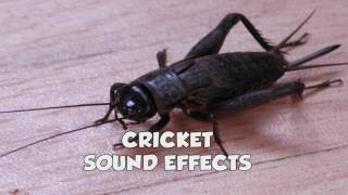 Cricket sound effect [upl. by Akimihs695]