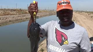 Arizona canal fishing [upl. by Avilla]