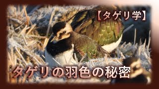 【タゲリ学】タゲリの羽色の秘密＝構造色＝ [upl. by Pasahow]