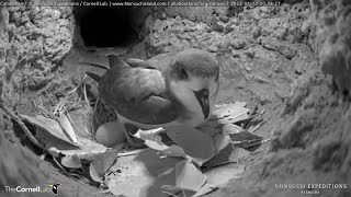 Male Cahow Wanders Down Tunnel For An Incubation Break Reveals Egg – Jan 12 2023 [upl. by Idleman]