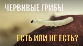 Для новичков Червивые грибы Михаил Вишневский [upl. by Ycnay]