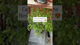 Bird chirping 😍😍 viralvideo birds shortsviral garden plants [upl. by Romy]