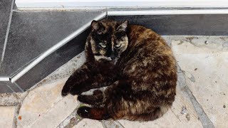 Cute tortoiseshell cat [upl. by Aisya]