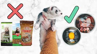 Ferret Diet  What You Need To Know Before Getting A Ferret Kit [upl. by Emilee]