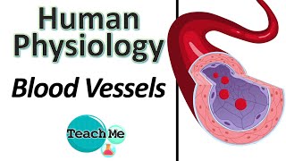 62  The Blood Vessels  IB Biology  TeachMe [upl. by Enitselec]