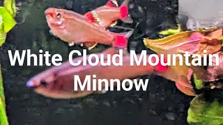 Species Profile Everything you will ever Need to Know about The White Cloud Mountain Minnow [upl. by Genia191]