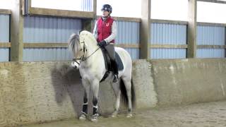 Alix Fjord Horse Gelding For Sale [upl. by Highams23]