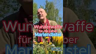 Wunderwaffe für die LeberMariendistel [upl. by Annhej]