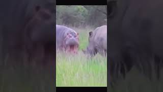 Batalla de gigantes naturelovers africa batalla animals faunasalvaje curiosidades viral [upl. by Pollitt]