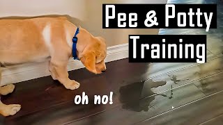 How to Pee and Potty Train your Puppy at Home  How I Did it You will Thank Me for This [upl. by Dnalkrik323]