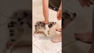 Cute puppy born without a tail shorts [upl. by Gerson]