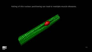 3D visualization of nuclei movement within muscle cells [upl. by Eisenberg]