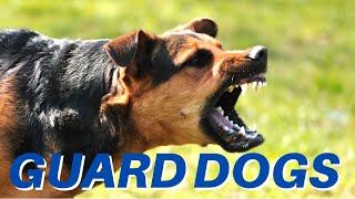 DOGS BARKING Angry Dogs  Real Guard Dogs  Defending You Free Download MP3 [upl. by Coppola]