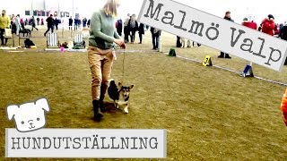 Malmö Valp 2016  Hundutställning [upl. by Atiuqrahs]