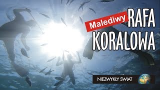 Niezwykly Swiat 4K  Malediwy  Rafa koralowa cz 2 [upl. by Nahamas]