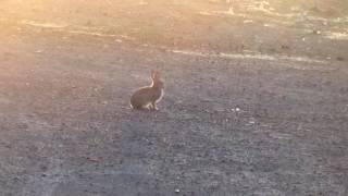 Rabbit distress call with video overlay [upl. by Erna]