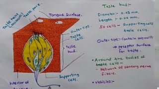 Taste Bud  Structure and function [upl. by Nitnert]