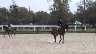 Hits Novice Equitation Flat [upl. by Bremer]