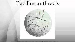 Bacillus anthracis [upl. by Ahsemed375]