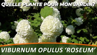 LA VIORNE BOULE DE NEIGE ou VIBURNUM OPULUS ROSEUM  Quelle Plante Pour Mon Jardin [upl. by Issim]