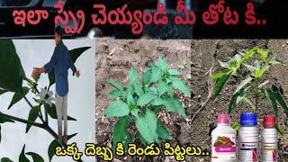 మిరప తోట లో ఈ కాంబినేన్లో స్ప్రే చెయ్యండి exlent result fmc benevia syngenta plesiva [upl. by Harpole]