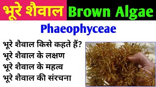 भूरे शैवाल  Brown Algae  phaeophyta  phaeophyceae  characteristics and importance of brown algae [upl. by Acirdna]