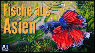 Fische aus Asien für dein Aquarium  AquaOwner [upl. by Hump567]