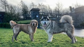 Husky Reunited With Best Friend Golden Retriever After So Long [upl. by Azil]