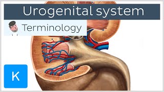 Urogenital system  Anatomical terminology for healthcare professionals  Kenhub [upl. by Endres14]