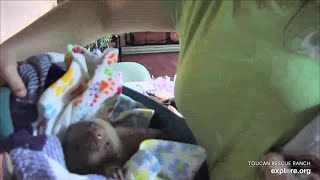 Baby sloth Grover is fed Nazareth says goodnight  032324  SlothTV via exploreorg [upl. by Eitsyrk]