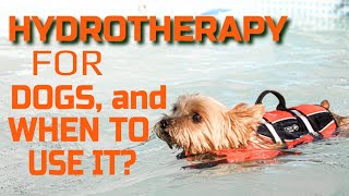 🐶💧WHAT is HYDROTHERAPY for DOGS and when to USE IT [upl. by Berl]