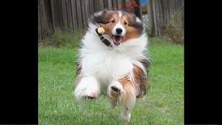 BEST Shetland Sheepdog 🤣 Funny Videos Of All Time [upl. by Burtis746]