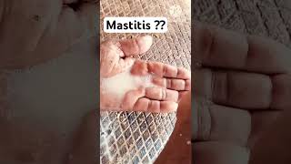 Mastitis  Diagnosis and Treatment  For Members only Videos  Dr Shanker Vet [upl. by Lisle97]