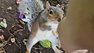 🐿🥰 squirrel grovepark weston parklife bekindtoanimals 2024 cute animals shorts cuteanimals [upl. by Cristabel]