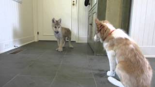 Baby Wolf Meets Border Collie Pup The Telltale Tail [upl. by Afra]