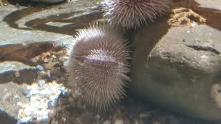 Common Sea Urchin Echinus esculentus [upl. by Synned]