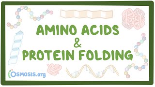 Amino acids and protein folding [upl. by Iruj]