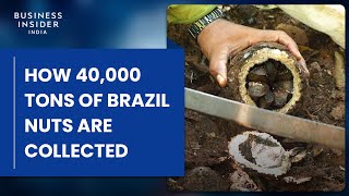 How 40000 Tons Of Brazil Nuts Are Collected Deep In The Amazon Rainforest  Big Business [upl. by Veneaux]