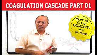 Coagulation Cascade  Part 112 [upl. by Pena]