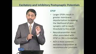 Excitatory and Inhibitory Postsynaptic Potentials  Physiology Theory  ZOO519TTopic021 [upl. by Adnawak223]