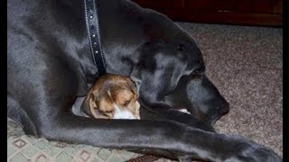 Beagle puppy attacks great dane [upl. by Aitrop]