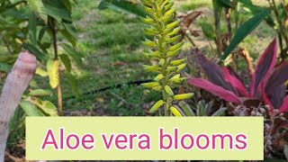 Beautiful aloe vera blooms  beauty in powerful medicinal [upl. by Nilde]