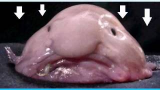 The blob fish [upl. by Aihsila]