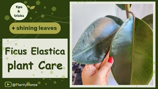 Rubber Plant A Satisfying Ficus Elastica Plant Care  SHINING LEAVES Tips and Tricks  Beginner [upl. by Turley]