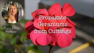 Propagate Geraniums from Cuttings Clone Your Geraniums  Flower Patch Farmhouse [upl. by Anek558]