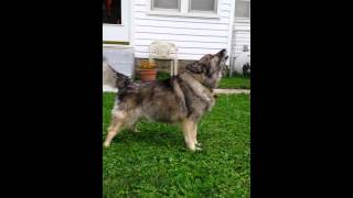 JoJo Bear the Norwegian Elkhound Barks for Fun [upl. by Letch6]