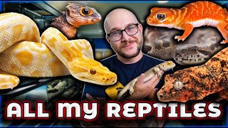 Reptile Room Tour 2024  Over 100 Reptiles [upl. by Setiram825]