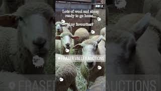 Langley BC LIVESTOCK Auction Farm Animals Galore livestock [upl. by Martinsen]