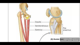 Gracilis muscle [upl. by Ecertap]