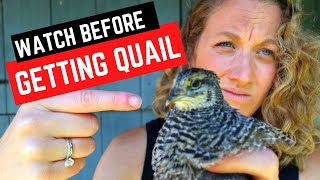 Reasons to NOT Add Quail to Your Backyard Homestead  Cons of Raising Quail [upl. by Htebzile]